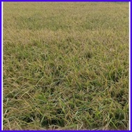 ∏ ☍ Palay/Binhi/Rice Seeds IRRI David DINORADO (20 kg)