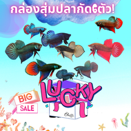 NEW!!!Betta กล่อง สุ่มปลากัด จับ6ตัว หลายสายพันธุ์ในไทย อีสาน มหาชัย แก้มแดง ใต้ หม้อ แฟนซี อื่นๆ ส่งด่วนเดินทาง2-3วัน รับประกันสินค้า100%