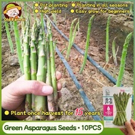 100% Original Fresh Green Asparagus Seeds for Sale 10pcs Organic F1 Asparagus Seeds for Gardening Ve