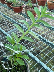 [Viện Nghiên Cứu Di Chuyền Nông Nghiệp] Combo 2 cây hoa phong lan - trầm 6 mắt