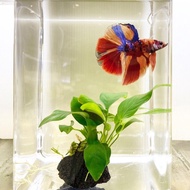 Plastic SU Container/Tank - Lightweight Betta Home (1.3L & 3.8L)