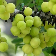 Anak Pokok Cemai Hybrid (Pokok Mini)