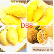 Anak Pokok Durian D88 2 Feet( Mdur88) Hybrid