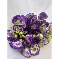 FRESHLY HANDPICKED EUSTOMA (LISIANTHUS) FROM CAMERON HIGHLANDS.[SEASONAL AVAILABILITY][500 G].