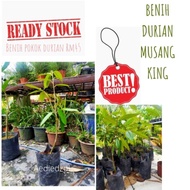 Benih Pokok Durian Musangking*Ready stock*