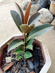 home decor ficus elastica  Melany dwarf