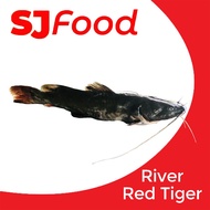 SJ Food Fresh Frozen River Red Tiger 1.5-1.8KG