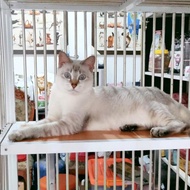Kucing Siamese betina jinak