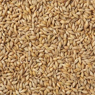 4kg hạt đại mạch (Barley Seed) dinh dưỡng cho Pet.