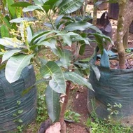 Bibit Mangga Manalagi Kondisi Berbunga