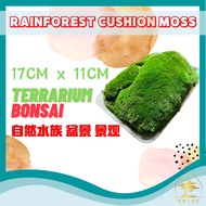 🔥BEST SELLER  MOSS🔥 CUSHION MOSS 绒毛 青苔  Cushion Moss Terrarium Moss(#Terrarium#Paludarium#Vivarium#M