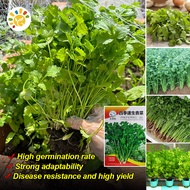 100% High Quality Coriander Cilantro Wansoy Chinese Parsley Seeds (300 Seeds/pack) High Yield Cilant