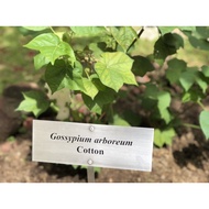 Cotton Garden Plant Sign