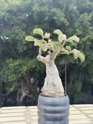 Somalia 索馬里小葉葡萄 塊根多肉植物日本鉢 Caudex plant