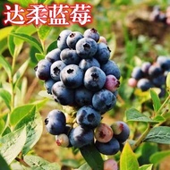 Terjemahan Bahasa Melayu: "[Stok Ready] Anak Pokok Blueberry - Berbuah Tahun Sama - Sesuai Untuk Pas