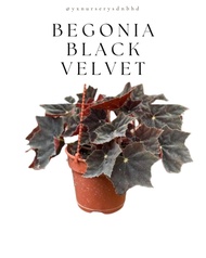 Begonia Black Velvet Begonia Hitam Begonia Black Mamba Begonia Rex Asam Batu Pokok Hidup