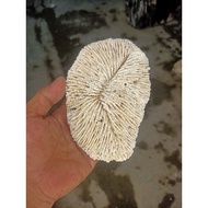 Original coral Anemone 600 grams