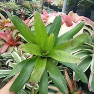 BROMELIAD / NEOREGELIA *STRAWBERRY ROAN*積水风梨 Plant only without pot and soil