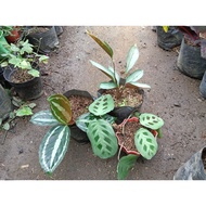 ∈Available live plants for sale Calathea Variety