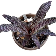 tanaman cryptanthus zonatus zebrinus