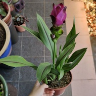 [READY STOCK] Curcuma Alismatifolia Pokok Bunga Hidup Tulip Siam Siam Tulips Live Plant