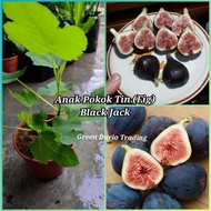 ANAK POKOK TIN IRAQI, BLACK JACK, SUPER JUMBO & MASUI DAUPHINE