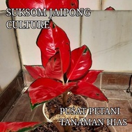 Tanaman Hias Aglonema Suksom Jaipong Culture Super Spesial Bibit