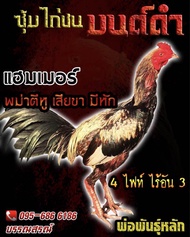 ไข่ไก่ชนพม่าตีหู ชุด5ไบผสมแม่ไก่ ส.มีสุวรรณ รับประกันเชื้อ(ส่งไว)เจ้าแฮมเมอร์