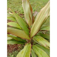 Fresh andong leaf chips 1000 per 3 pcs SPL