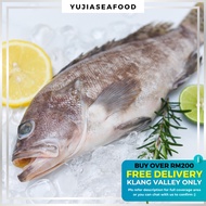 [KL&SGR SAHAJA] 1kg - 1.5kg Frozen Ikan Kerapu Table Size / Grouper Fish WR Table Size / 石斑鱼