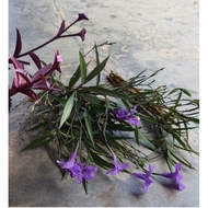 🪻🌷MURAH2💥Keratan pokok bunga Ruellia/Mexican Petunia Purple/Pink🪻🌷