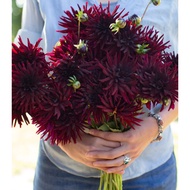 Biji Benih 5 Pcs  Bunga Dahlia Bulbs Dahlia Bulbs Flower Seed (Semi-Cactus) - Black Narcissus Seed