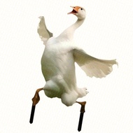 Petrichor Artistic Geese Shape Acrylic Stake Geese Garden Stakes Acrylic Geese Statue for Spring Dec
