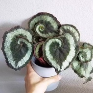 5 Biji Benih Begonia 5 PCS Begonia Seeds (Hosta Plantaginea) Caladium Seed