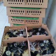 sale DOC Ayam Kampung Unggul (KUB) berkualitas
