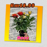 💐Pokok Bunga Ros Hidup💐Rose Plant💐Anak Pokok Bunga Ros(Rose Denmark)