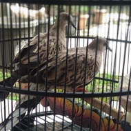 Burung Tekukur warna leopard
