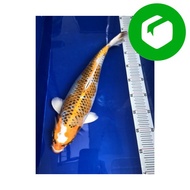 Ready Stock Ikan Koi Import Kujaku Koshiji Koi Farm 40cm