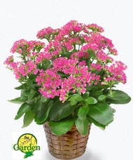 Florist Kalanchoe Pink Princess with FREE plastic pot, and garden soil (Indoor Plant, Real Plant, Li