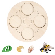 Life Cycle Board Bee Life Cycle Board Set Lifestyle Kids Teaching Tools Animal Growth Model Gifts