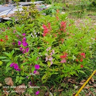 Biji Benih Bunga Keembung 30pcs Keembong Garden Balsam Seeds Single & Double patel Flower