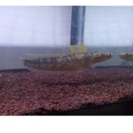  Code-234 Channa Chana Maru Yellow Sentarum YS / Ornamental Cork Fish Size 17-20 Cm