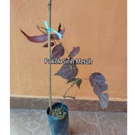 ANAK POKOK SIRIH /SIREH MERAH. Super rare