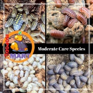 [Ready Stock] Moderate Care Type Isopod 12pcs / Terrestial Crustacean / Terrarium Enclosure Isopods