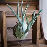 P. veitchii 銀鹿 仿真鹿角蕨 皮革工藝