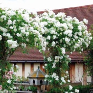 Pokok Bunga Ros Menjalar putih / Climbing Rose white Cascade