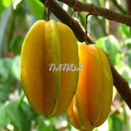 Terlaris Bibit Tanaman Buah Belimbing Madu Super Genjah Jumbo Pohon Blimbing Madu Okulasi Cepat Berb