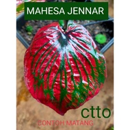 (RARE) KELADI MAHESA JENNAR INDONESIA JENAR CALADIUM