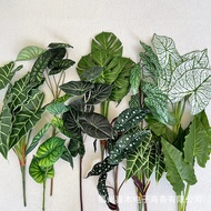 Trendy Plant Leaf Collection High-Quality Realistic Feel Trout Begonia White Colored Taro Monstera U