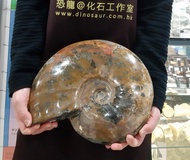 菊石化石古生物 巨型風水斑彩石 罕有Ammolite